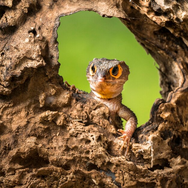 Photo un gros plan d'un lézard sur le tronc d'un arbre