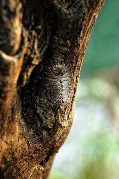 Photo un gros plan d'un lézard sur le tronc d'un arbre