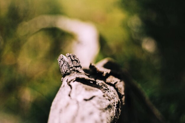 Un gros plan d'un lézard sur le tronc d'un arbre