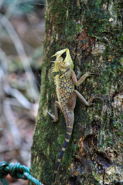 Photo un gros plan d'un lézard sur le tronc d'un arbre