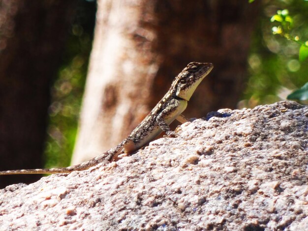 Photo un gros plan d'un lézard sur le tronc d'un arbre