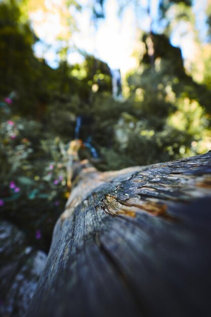 Un gros plan d'un lézard sur le tronc d'un arbre