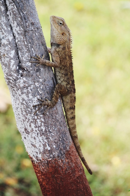 Un gros plan d'un lézard sur le tronc d'un arbre