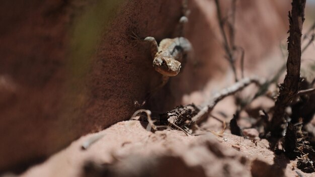 Un gros plan d'un lézard sur le tronc d'un arbre.