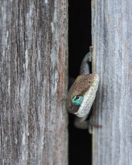 Photo un gros plan d'un lézard sur le tronc d'un arbre