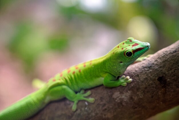 Gros plan d'un lézard vert sur un arbre dans une forêt