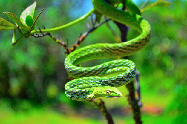 Photo un gros plan d'un lézard vert sur une feuille