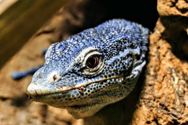 Photo un gros plan d'un lézard