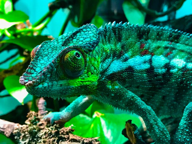 Photo un gros plan d'un lézard