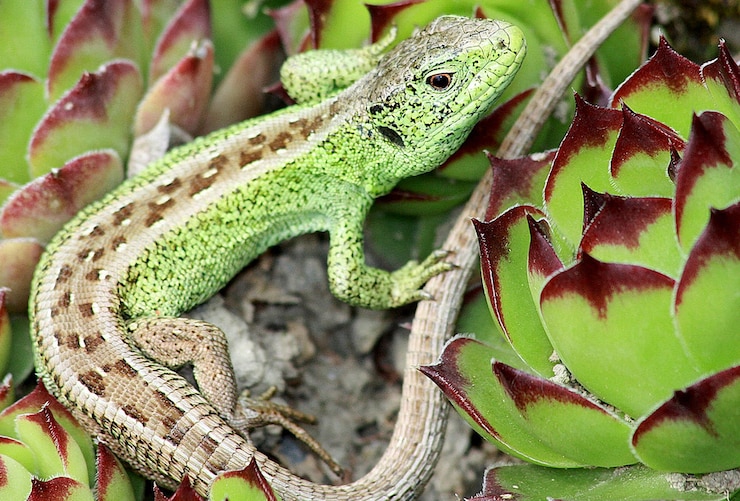 Photo un gros plan d'un lézard
