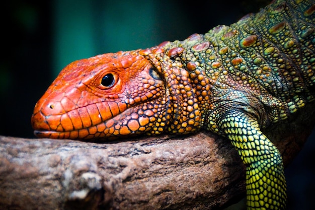 Un gros plan d'un lézard