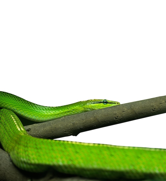 Photo un gros plan d'un lézard