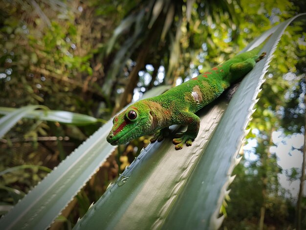 Photo un gros plan d'un lézard