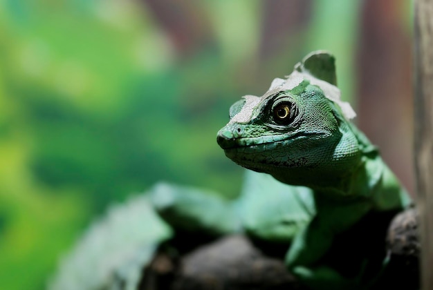 Un gros plan d'un lézard