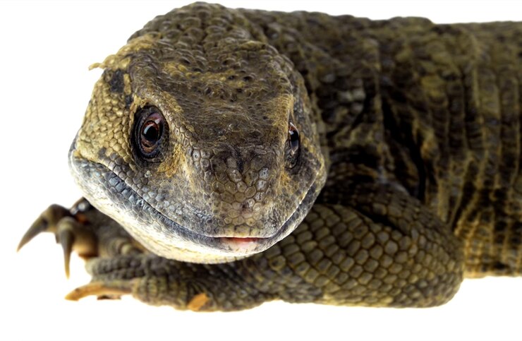 Photo un gros plan d'un lézard