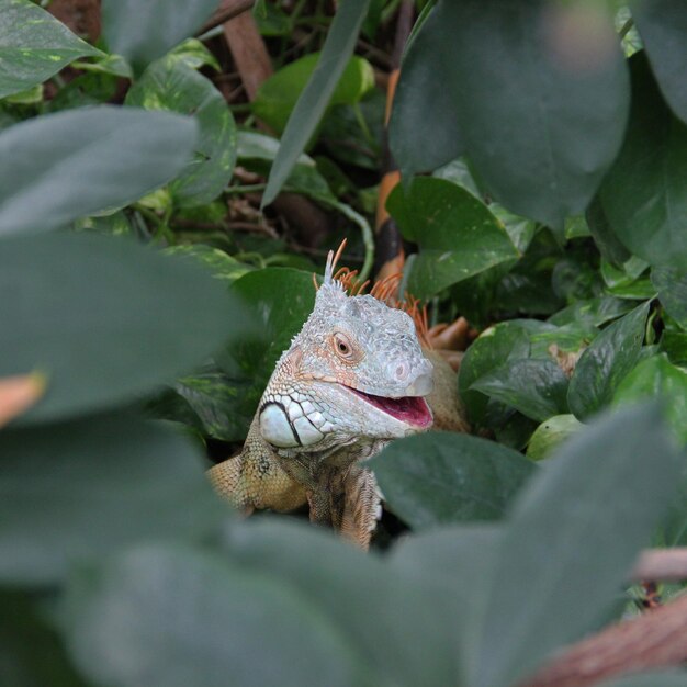 Un gros plan d'un lézard