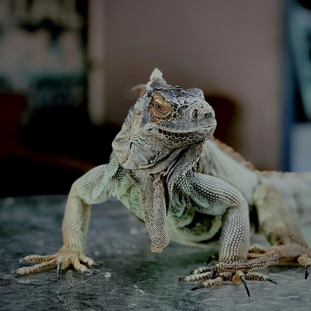 Photo un gros plan d'un lézard