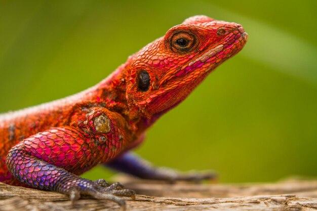 Un gros plan d'un lézard