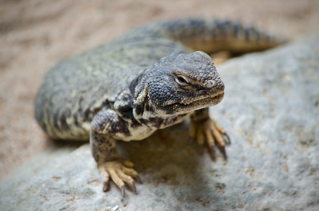 Gros plan sur un lézard.