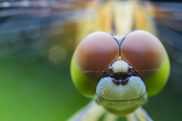 Gros plan de libellule macro