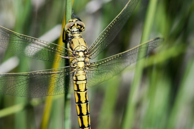 Gros plan d'une libellule sur une plante