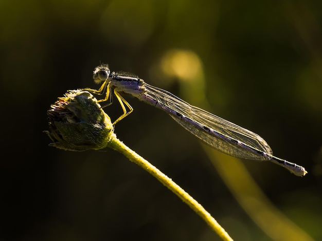 Gros plan d'une libellule sur une plante