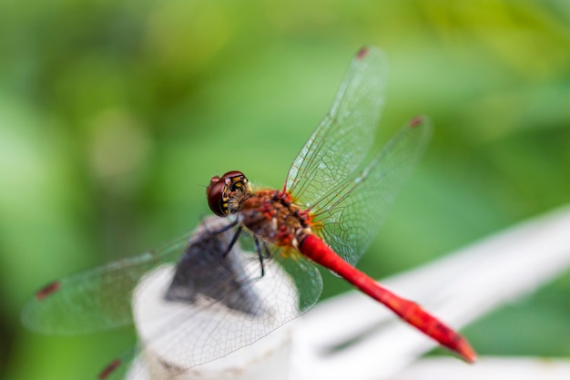 Gros plan de libellule rouge sur un arrière-plan flou. Mise au point sélective. Prise de vue macro. Un bel insecte.