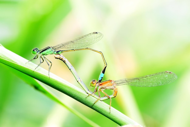 gros plan de libellule s'accouplent dans la nature