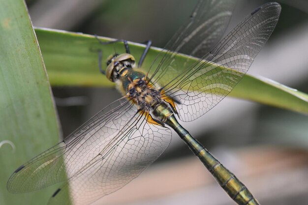 Gros plan d'une libellule verte sur une feuille