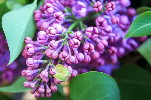 Gros plan lilas en fleurs