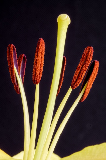 Gros plan Lily (lilium)