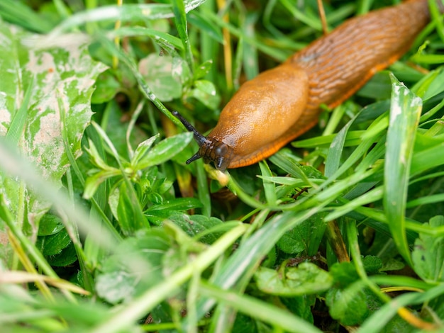 Gros plan d'une limace de couleur orange Arion lusitanicus rampant sur l'herbe verte humide. Une espèce envahissante de limaces, un problème pour la nature, un ravageur