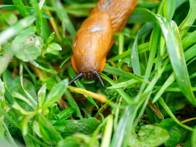 Gros plan d'une limace orange Arion lusitanicus rampant sur l'herbe verte humide. Une espèce invasive de limaces, un problème pour la nature, un ravageur