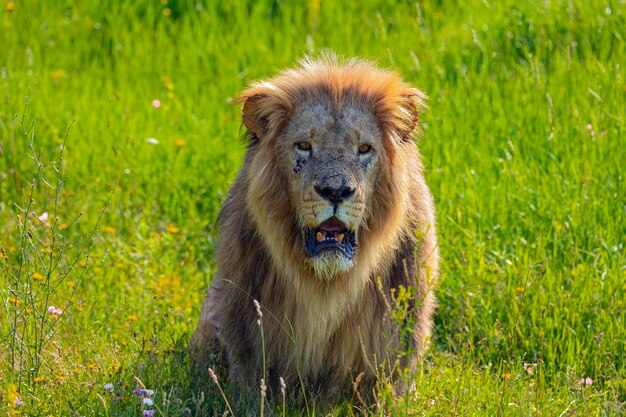 Gros plan de lion dans l'habitat sauvage....