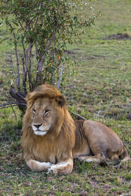 Gros plan sur Lion énorme roi des bêtes