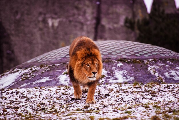 Gros plan sur le lion mâle d'Afrique en captivité