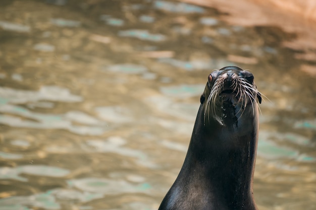 Gros plan d'un lion de mer très drôle