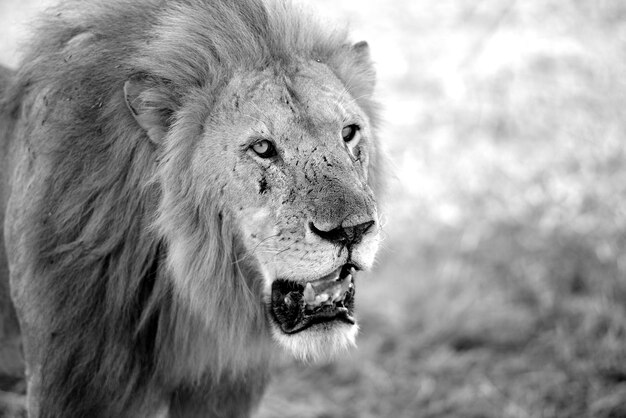 Photo un gros plan d'un lion