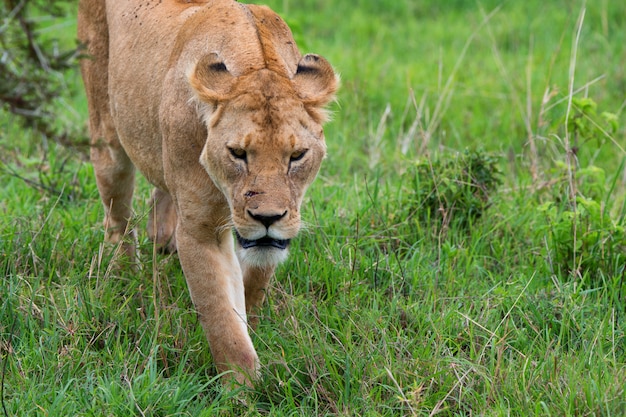 Gros plan de lionne sauvage dans la savane