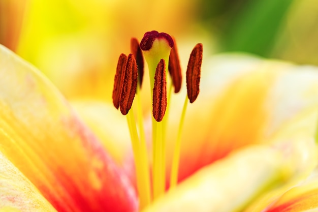 Gros plan de lis rouge orange avec vue dégagée sur les étamines avec pollen, pistil et pétales