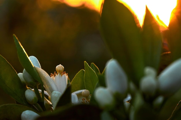 gros plan d'un lit de fleurs au coucher du soleil