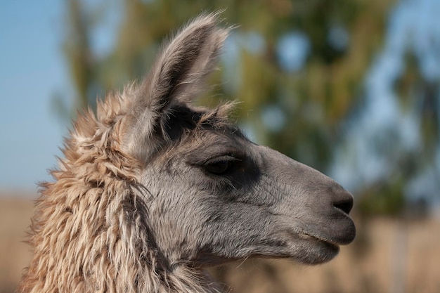 Gros plan d'un llamax9xA