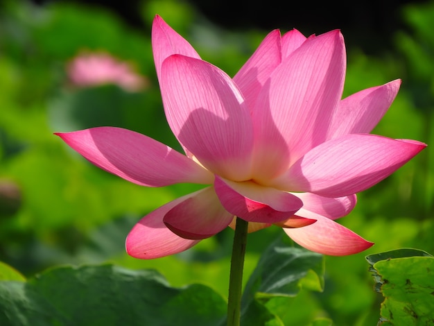 Gros plan d'un lotus rose