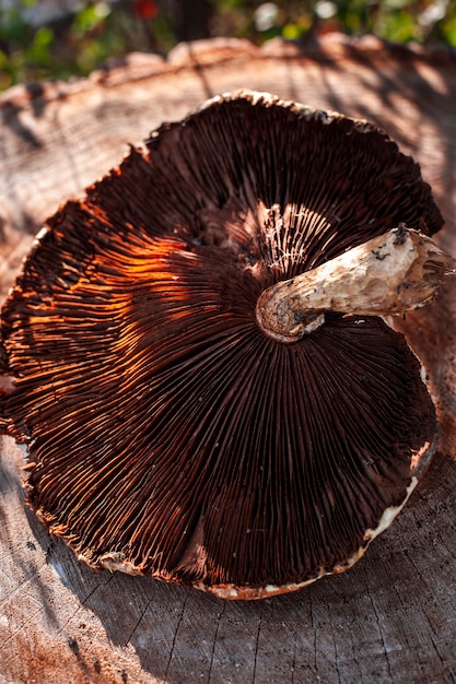 Gros plan de la lumière du soleil d'automne sur le chapeau de champignon sur le journal