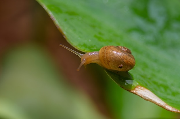 Gros plan d'un lymnaeidae sur feuille verte