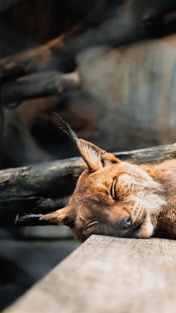 Photo un gros plan d'un lynx