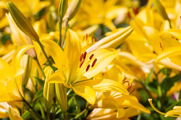 Gros plan de lys jaunes poussant dans le jardin Fleurs de lys en fleurs lumineuses éclairées par la lumière du soleil du jour