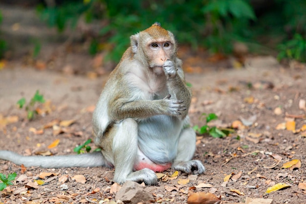 Gros plan sur un macaque dans son habitat naturel Singes d'Asie du Sud-Est filmés au Cambodge