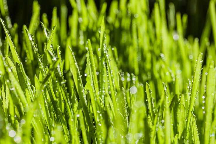 Photo gros plan macro abstrait d'agropyre mature