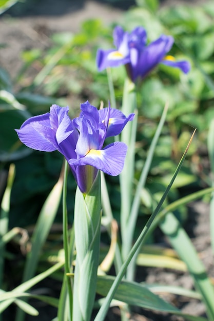 Gros plan macro de belle fleur d'iris bleu closeup